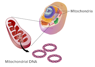 DNA mitocondrial e Herança Materna