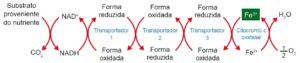 QUESTÕES ENEM - CITOLOGIA 