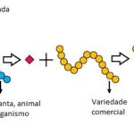 Transgenia engenharia genética