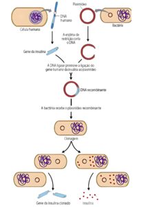 Resumo biotecnologia