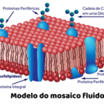 Resumo membrana plasmática